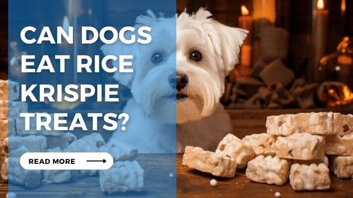 Can Dogs Eat Rice Krispie Treats