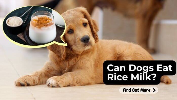 Can Dogs Eat Rice Milk