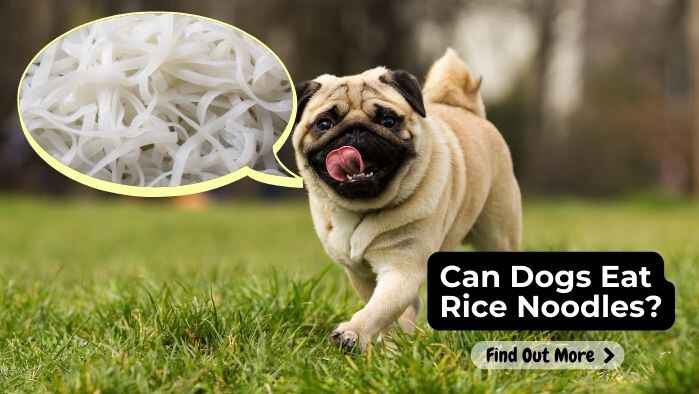 Can Dogs Eat Rice Noodles