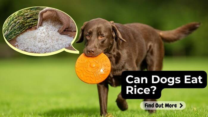 Can Dogs Eat Rice