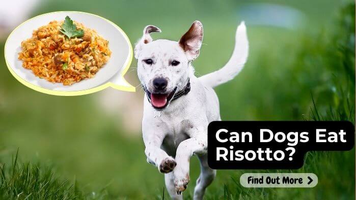 Can Dogs Eat Risotto