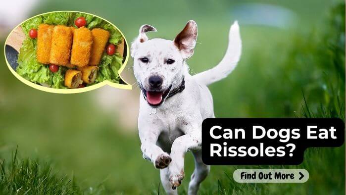 Can Dogs Eat Rissoles