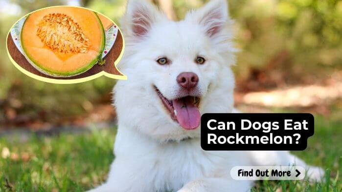 Can Dogs Eat Rockmelon