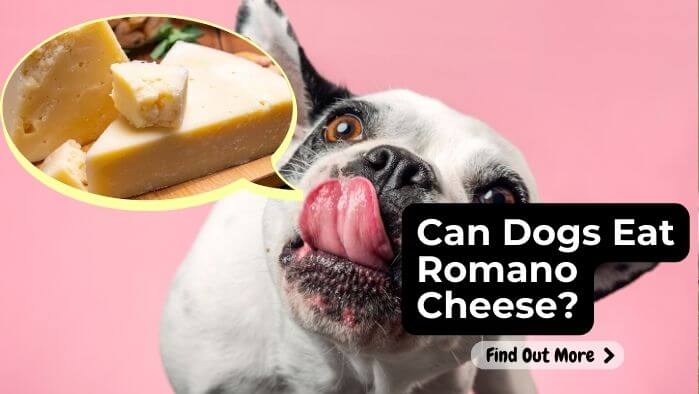 Can Dogs Eat Romano Cheese