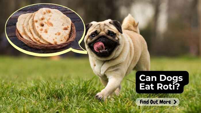 Can Dogs Eat Roti