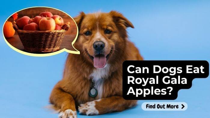 Can Dogs Eat Royal Gala Apples