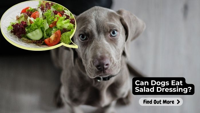 Can Dogs Eat Salad Dressing