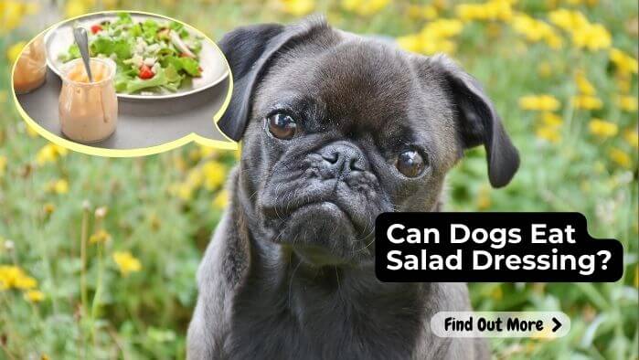 Can Dogs Eat Salad Dressing