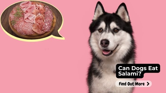 Can Dogs Eat Salami?