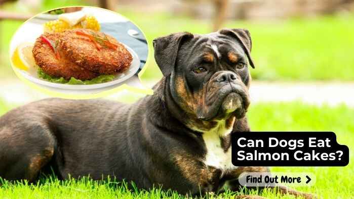 Can Dogs Eat Salmon Cakes