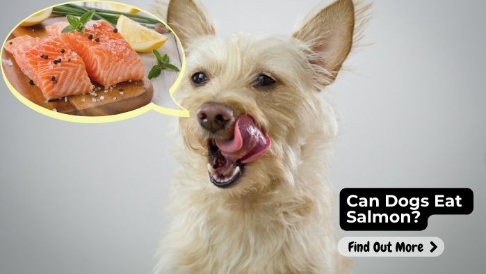 Can Dogs Eat Salmon