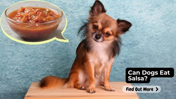 Can Dogs Eat Salsa