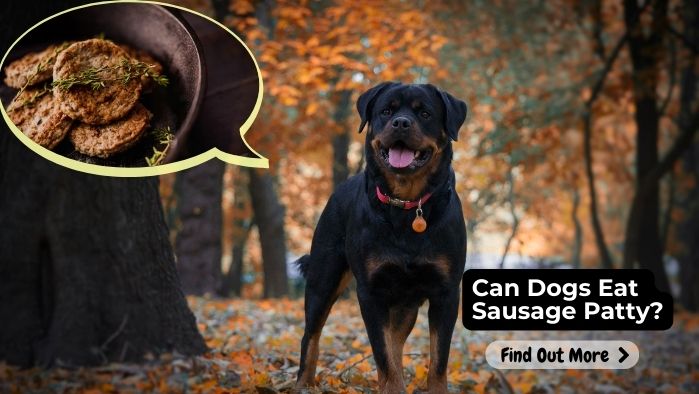 Can Dogs Eat Sausage Patty