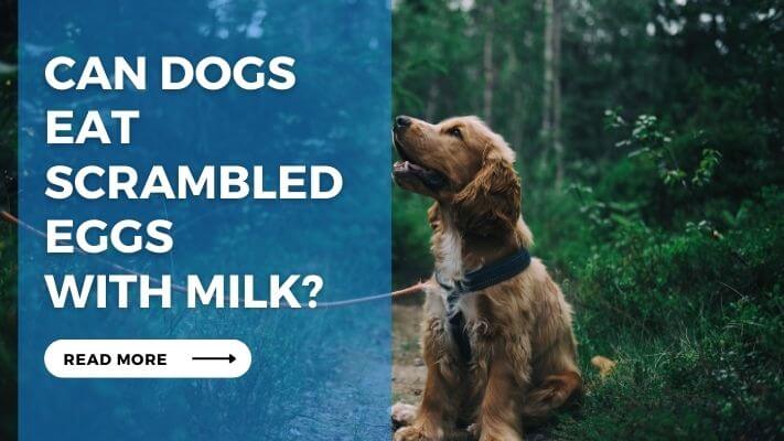 Can Dogs Eat Scrambled Eggs with Milk