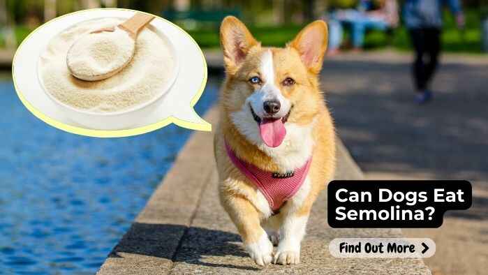 Can Dogs Eat Semolina