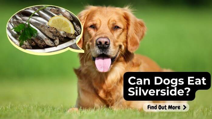 Can Dogs Eat Silverside