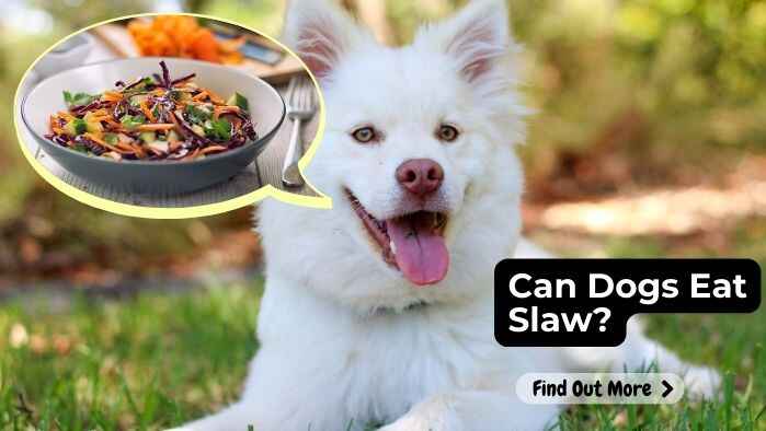 Can Dogs Eat Slaw