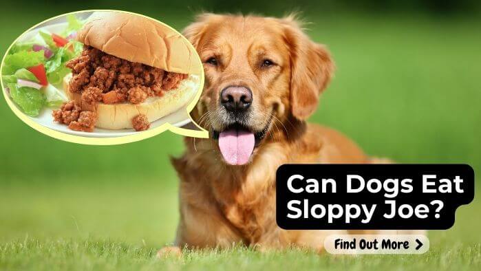 Can Dogs Eat Sloppy Joe