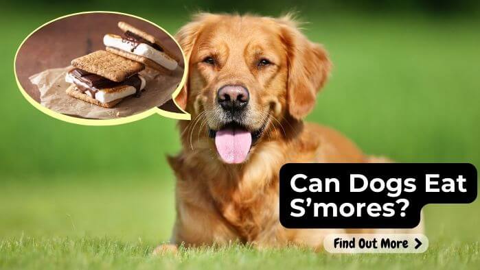 Can Dogs Eat S’mores