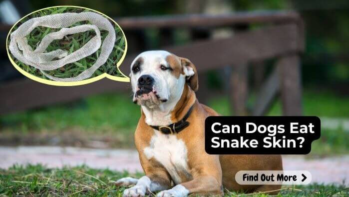 Can Dogs Eat Snake Skin