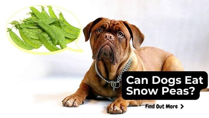 Can Dogs Eat Snow Peas