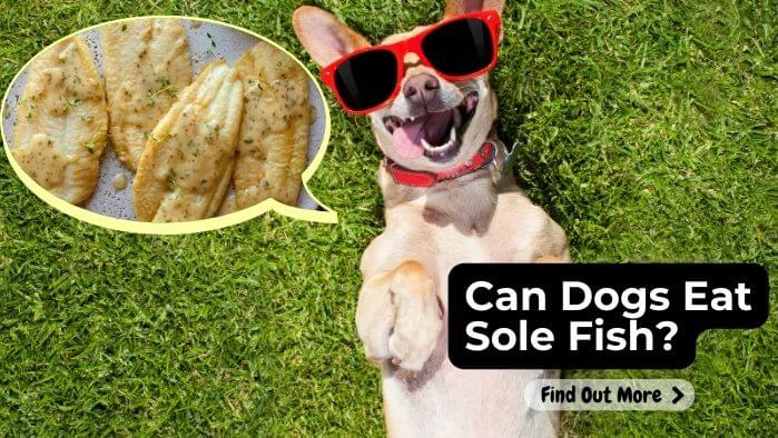 Can Dogs Eat Sole Fish