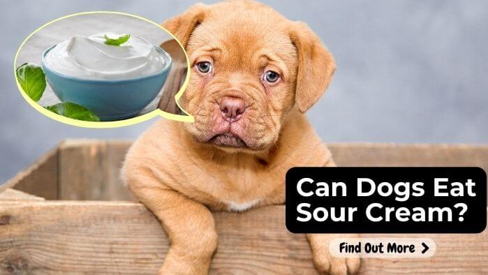 Can Dogs Eat Sour Cream