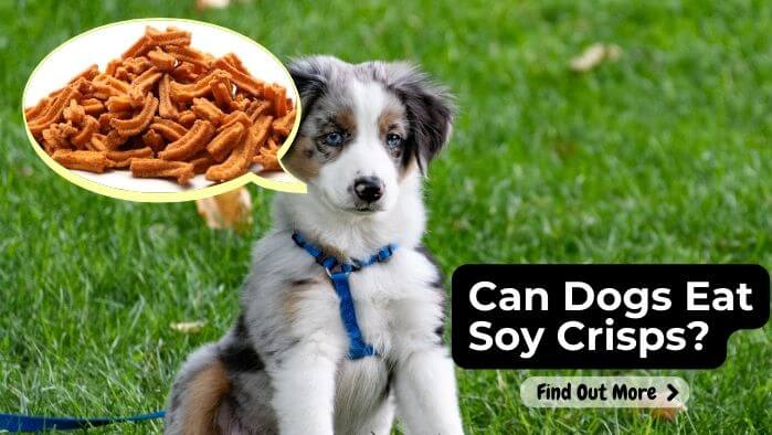 Can Dogs Eat Soy Crisps