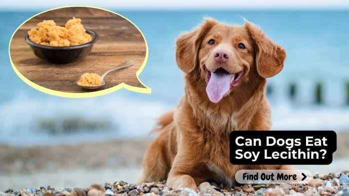 Can Dogs Eat Soy Lecithin