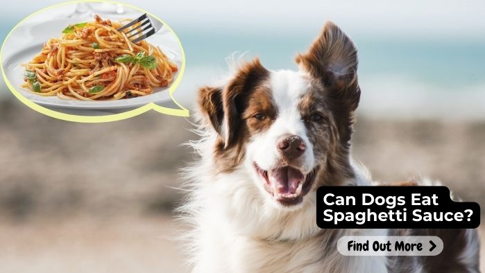 Can Dogs Eat Spaghetti Sauce