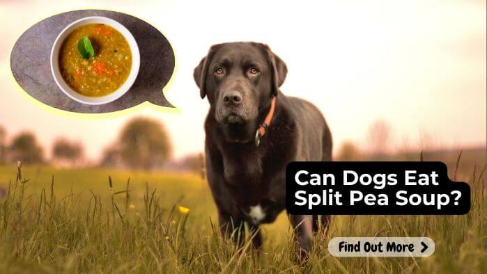 Can Dogs Eat Split Pea Soup