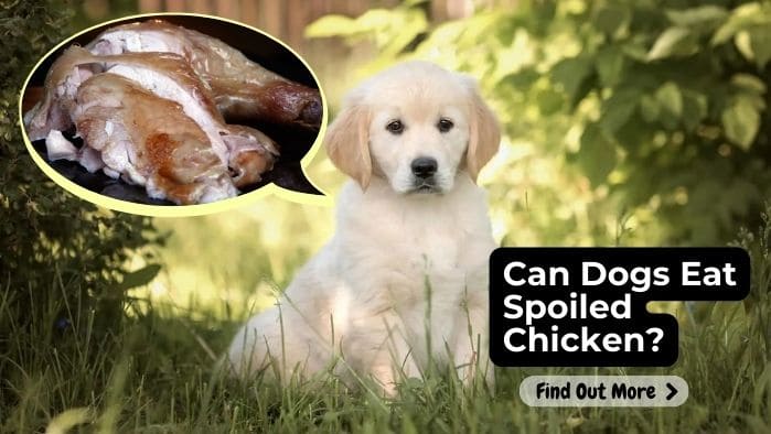 Can Dogs Eat Spoiled Chicken