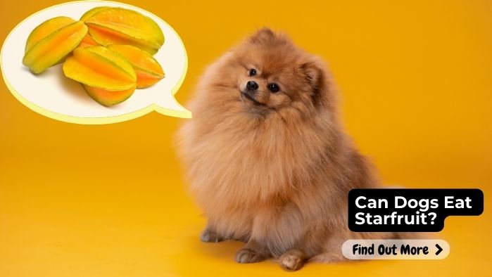 Can Dogs Eat Starfruit