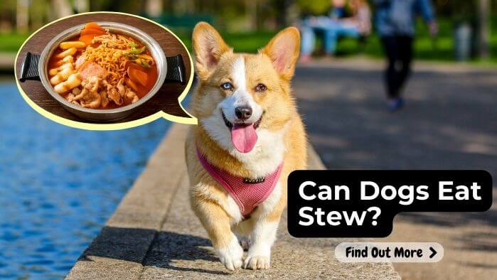 Can Dogs Eat Stew