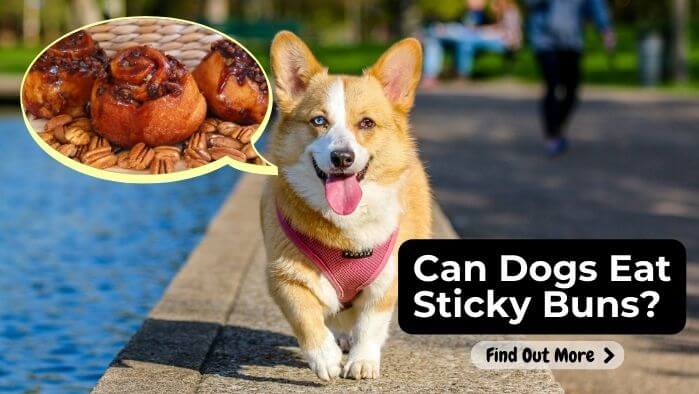 Can Dogs Eat Sticky Bun