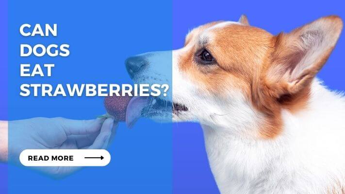 Can Dogs Eat Strawberries