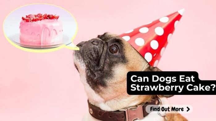 Can Dogs Eat Strawberry Cake