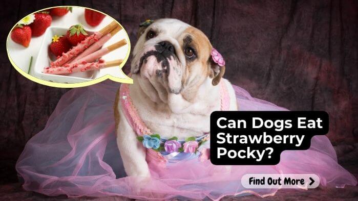 Can Dogs Eat Strawberry Pocky