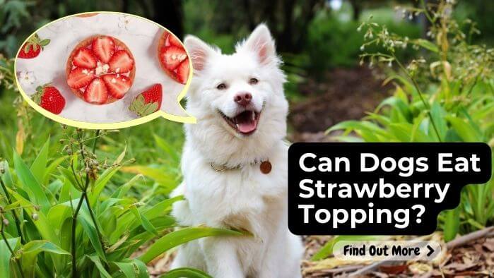 Can Dogs Eat Strawberry Topping