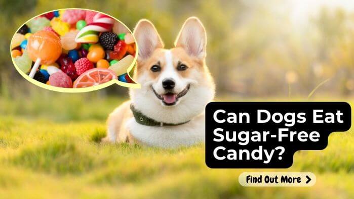 Can Dogs Eat Sugar-Free Candy