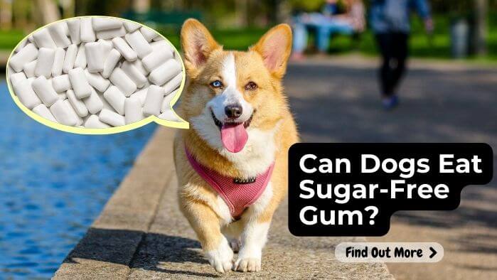 Can Dogs Eat Sugar-Free Gum