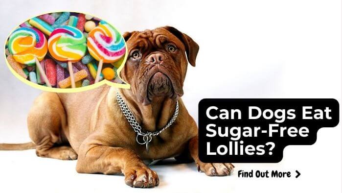 Can Dogs Eat Sugar-Free Lollies
