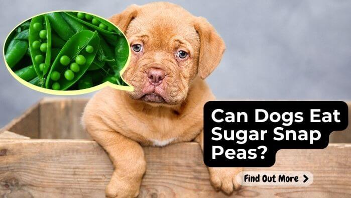 Can Dogs Eat Sugar Snap Peas