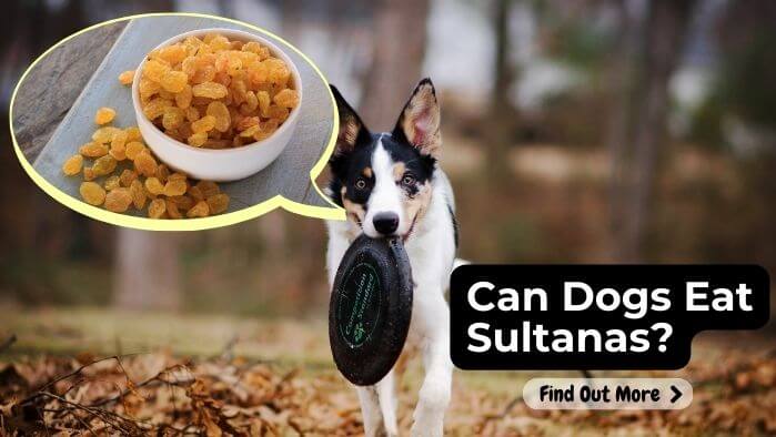 Can Dogs Eat Sultanas