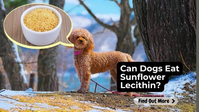 Can Dogs Eat Sunflower Lecithin