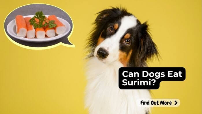 Can Dogs Eat Surimi