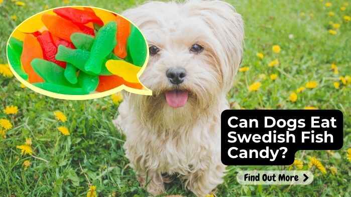 Can Dogs Eat Swedish Fish Candy