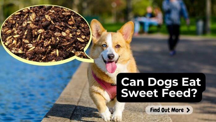 Can Dogs Eat Sweet Feed