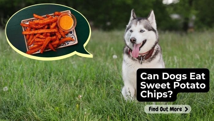 Can Dogs Eat Sweet Potato Chips