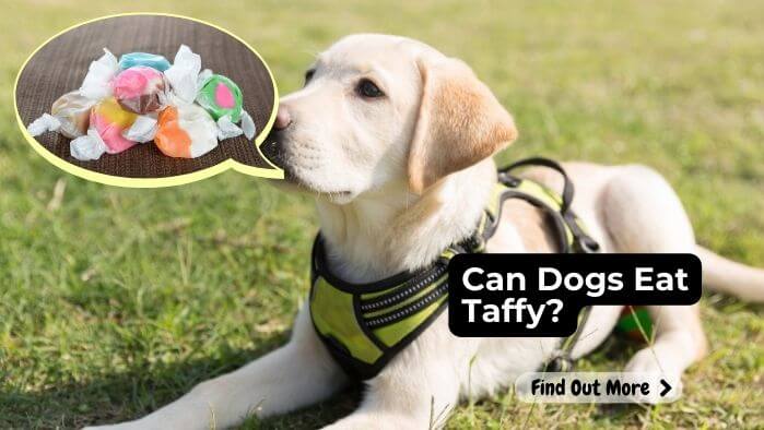 Can Dogs Eat Taffy